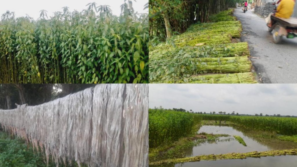 ফরিদপুরে ৮৭ হাজার হেক্টরে পাটের আবাদ, ২ লাখ টন উৎপাদনের আশা কৃষকদের কপালে দুশ্চিন্তার ভাজ।
