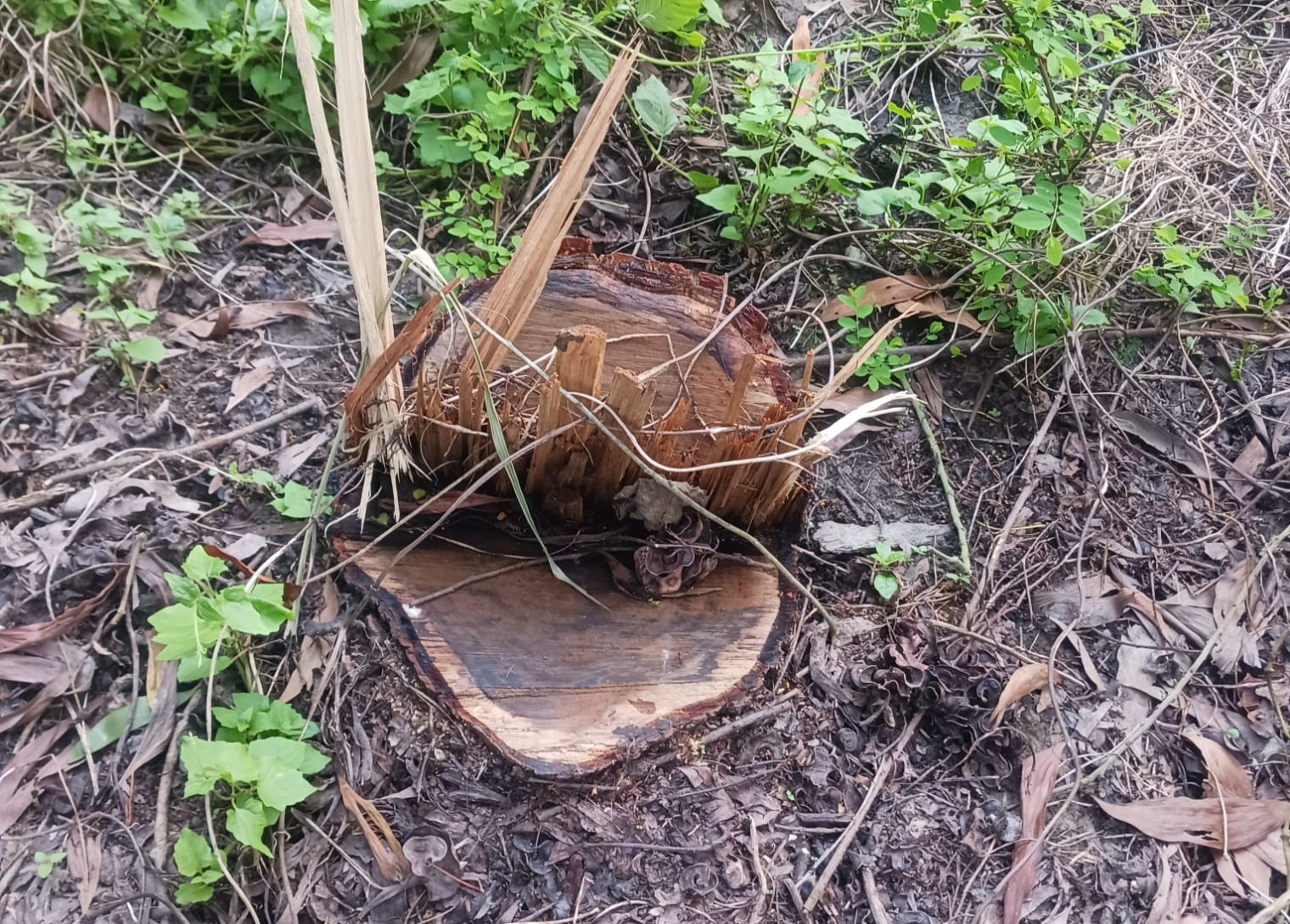 ফরিদপুরের আলফাডাঙ্গায় মধ্যরাতে রাস্তার পাশের সরকারি গাছ কাটার অভিযোগ